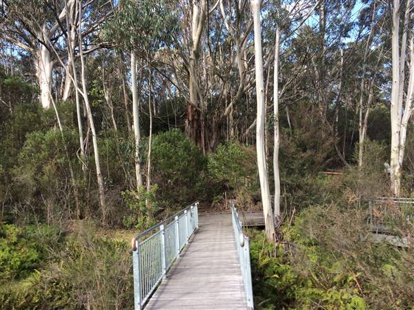 The Gully Walk, Katoomba (formerly Catalina Park) (24/05/2017 - Credits: Robyn Bersten)