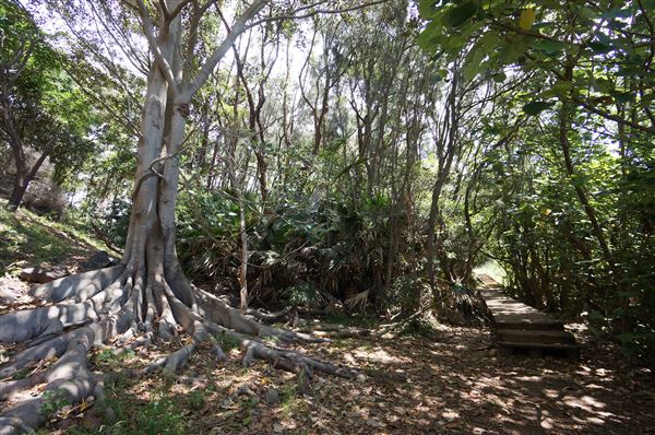 Cameron Boyd Reserve (2/02/2018 - Credits: Mary Barltrop)