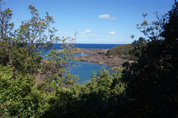 Bass Point Reserve (2/02/2018 - Credits: Mary Barltrop)