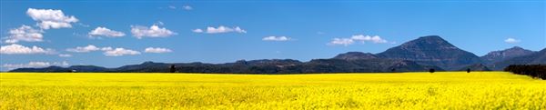 Narrabri Shire (21/09/2017 - Credits: Jamie Condon - Narrabri NSW 2390)