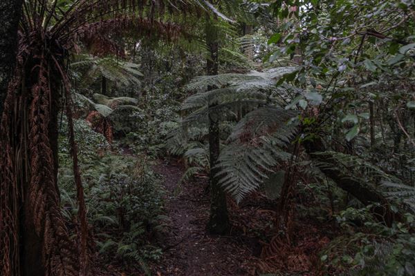 Cathedral of Ferns - Mount Wilson (31/10/2018)