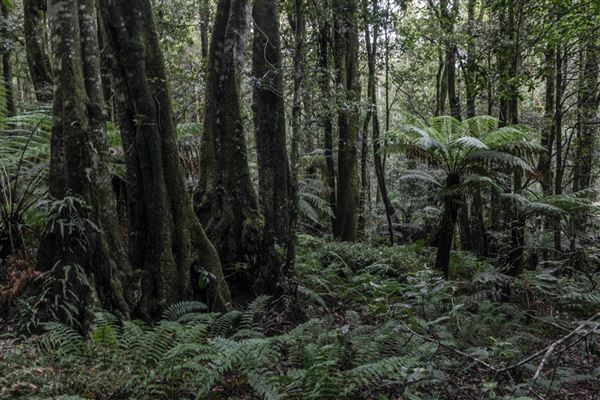 Cathedral of Ferns - Mount Wilson (31/10/2018)