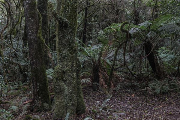 Cathedral of Ferns - Mount Wilson (31/10/2018)