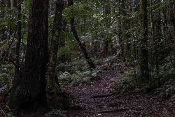 Cathedral of Ferns - Mount Wilson (31/10/2018)