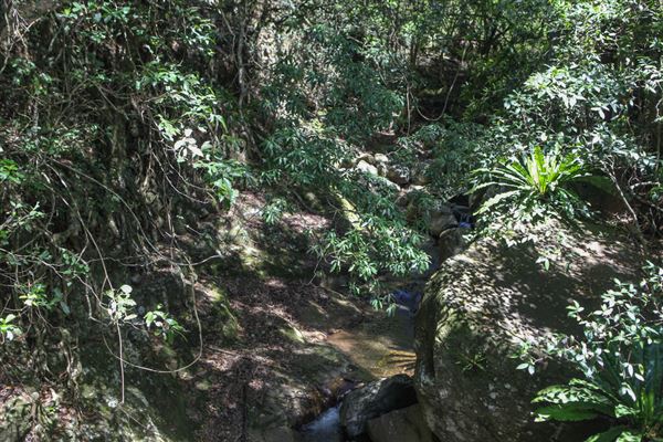 Minnamurra Rainforest Walk - Budderoo National Park (30/10/2018)