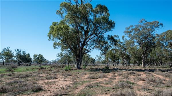Curlewis (21/09/2018 - Credits: Colin McDougall)
