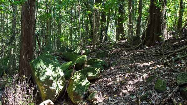 Glengariff Estate Rainforest (15/10/2019 - Credits: Jeremy Peek)