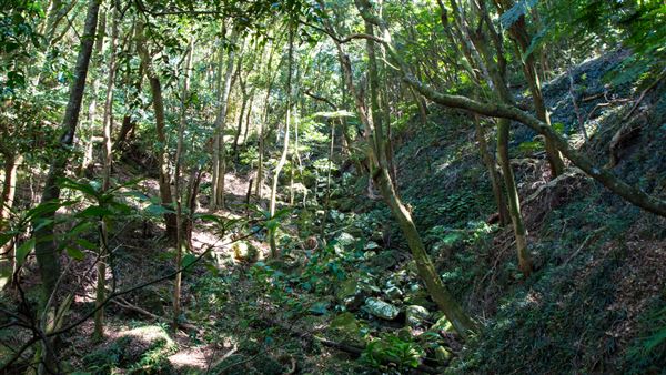 Glengariff Estate Rainforest (15/10/2019 - Credits: Jeremy Peek)