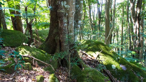 Glengariff Estate Rainforest (15/10/2019 - Credits: Jeremy Peek)