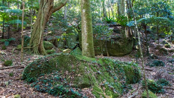 Glengariff Estate Rainforest (15/10/2019 - Credits: Jeremy Peek)