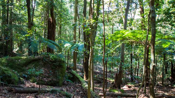 Glengariff Estate Rainforest (15/10/2019 - Credits: Jeremy Peek)