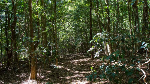 Glengariff Estate Rainforest (15/10/2019 - Credits: Jeremy Peek)
