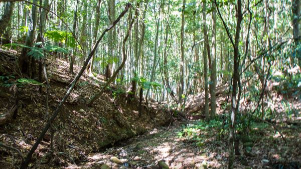 Glengariff Estate Rainforest (15/10/2019 - Credits: Jeremy Peek)
