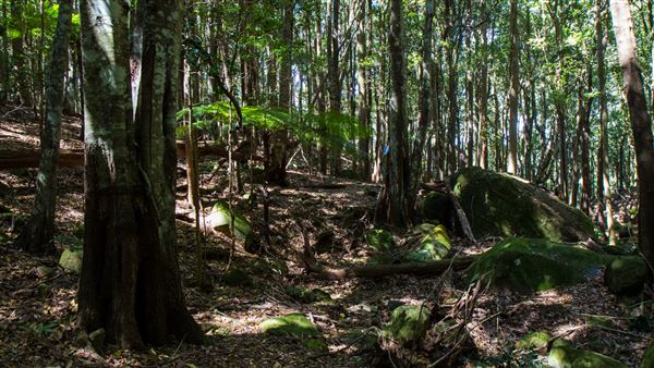 Glengariff Estate Rainforest (15/10/2019 - Credits: Jeremy Peek)