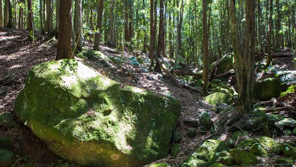 Glengariff Estate Rainforest (15/10/2019 - Credits: Jeremy Peek)