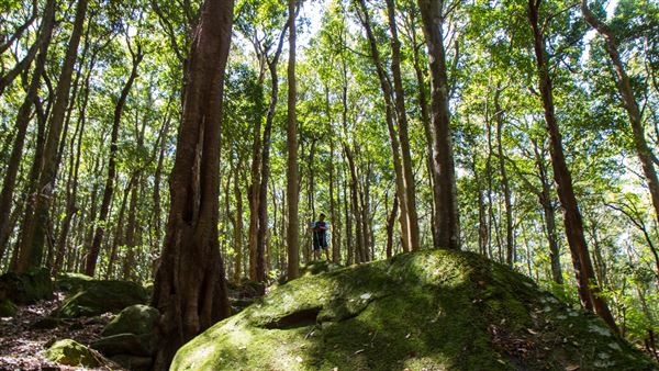Glengariff Estate Rainforest (15/10/2019 - Credits: Jeremy Peek)