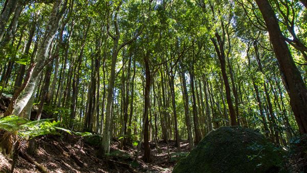 Glengariff Estate Rainforest (15/10/2019 - Credits: Jeremy Peek)