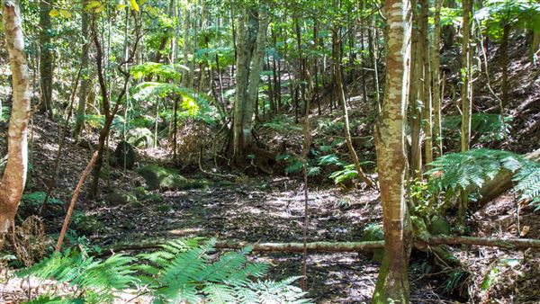 Glengariff Estate Rainforest (15/10/2019 - Credits: Jeremy Peek)
