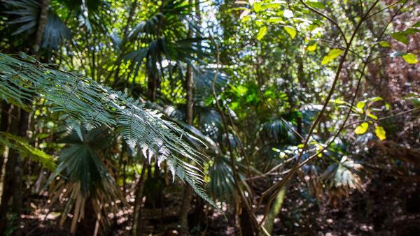 Glengariff Estate Rainforest (15/10/2019 - Credits: Jeremy Peek)