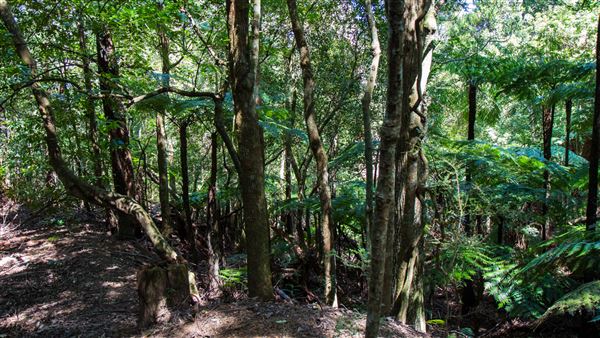 Glengariff Estate Rainforest (15/10/2019 - Credits: Jeremy Peek)