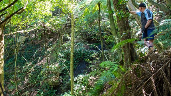 Glengariff Estate Rainforest (15/10/2019 - Credits: Jeremy Peek)