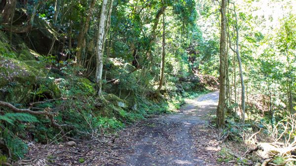 Glengariff Estate Rainforest (15/10/2019 - Credits: Jeremy Peek)