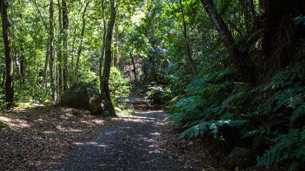 Glengariff Estate Rainforest (15/10/2019 - Credits: Jeremy Peek)