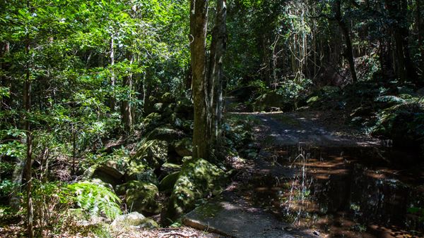 Glengariff Estate Rainforest (15/10/2019 - Credits: Jeremy Peek)