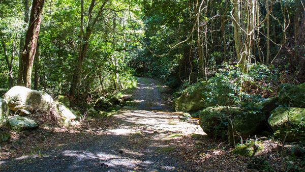 Glengariff Estate Rainforest (15/10/2019 - Credits: Jeremy Peek)