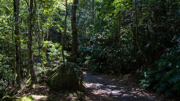Glengariff Estate Rainforest (15/10/2019 - Credits: Jeremy Peek)