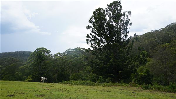 Otford Farm - The Pines Paddock with Jungle Gully (19/11/2019 - Credits: Screen NSW)