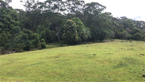 Otford Farm - The Pines Paddock with Jungle Gully (19/11/2019 - Credits: Screen NSW)