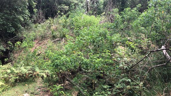Otford Farm - The Pines Paddock with Jungle Gully (19/11/2019 - Credits: Screen NSW)