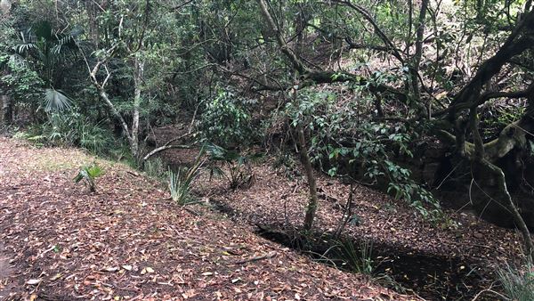 Otford Farm - The Pines Paddock with Jungle Gully (19/11/2019 - Credits: Screen NSW)