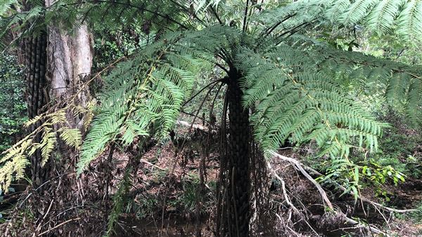 Otford Farm - The Pines Paddock with Jungle Gully (19/11/2019 - Credits: Screen NSW)