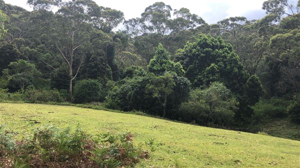 Otford Farm - The Pines Paddock with Jungle Gully (19/11/2019 - Credits: Screen NSW)