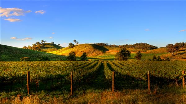 Mudgee Area Vineyards (2/10/2020)