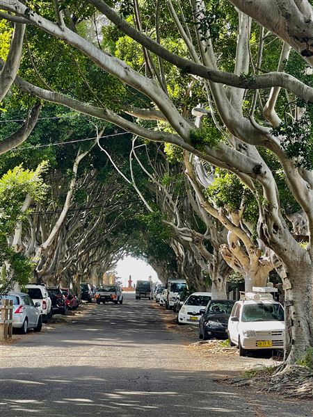 Bronte Streets - Marroo Street (8/03/2021 - Credits: Cheryl Conway)