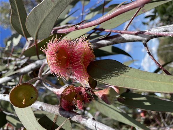 The Australian Botanic Garden Mount Annan (27/03/2021 - Credits: Screen NSW Mechele Axford)