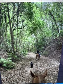 Halt Hill Macadamia Farm (21/11/2022 - Credits: submitted by: Heidi Roche)