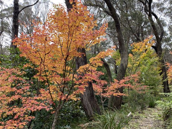Campbell Rhododendron Gardens (1/10/2022 - Credits: Julie Parker, Deb Wells)