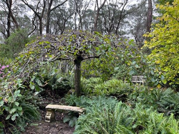 Campbell Rhododendron Gardens (1/10/2022 - Credits: Julie Parker, Deb Wells)