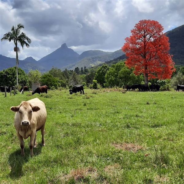 Mt Warning Estate (12/09/2023 - Credits: Graham Dietrich)