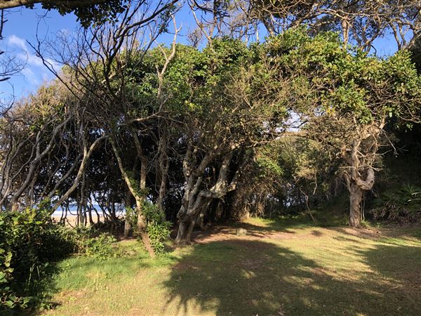 Nambucca Heads Swimming Creek (9/10/2020 - Credits: Shannon Wheeler)