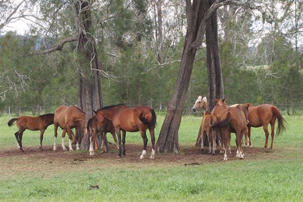 Tocal Farm (23/05/2019 - Credits: Tocal College)