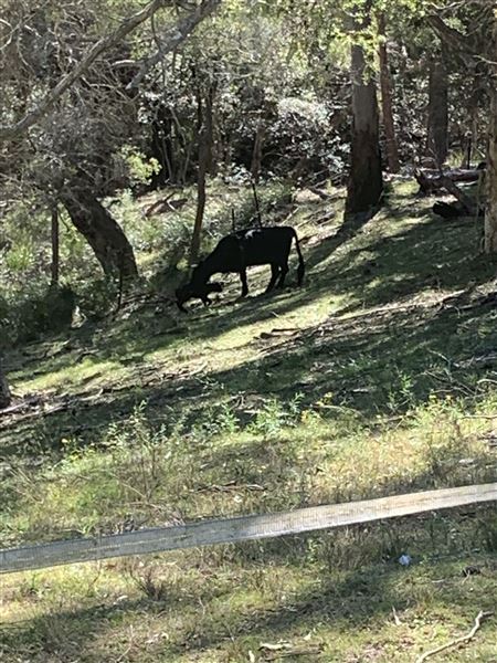 Sugarloaf Farm at Pheasants Nest (23/04/2024 - Credits: submitted by: Angie Pisani)